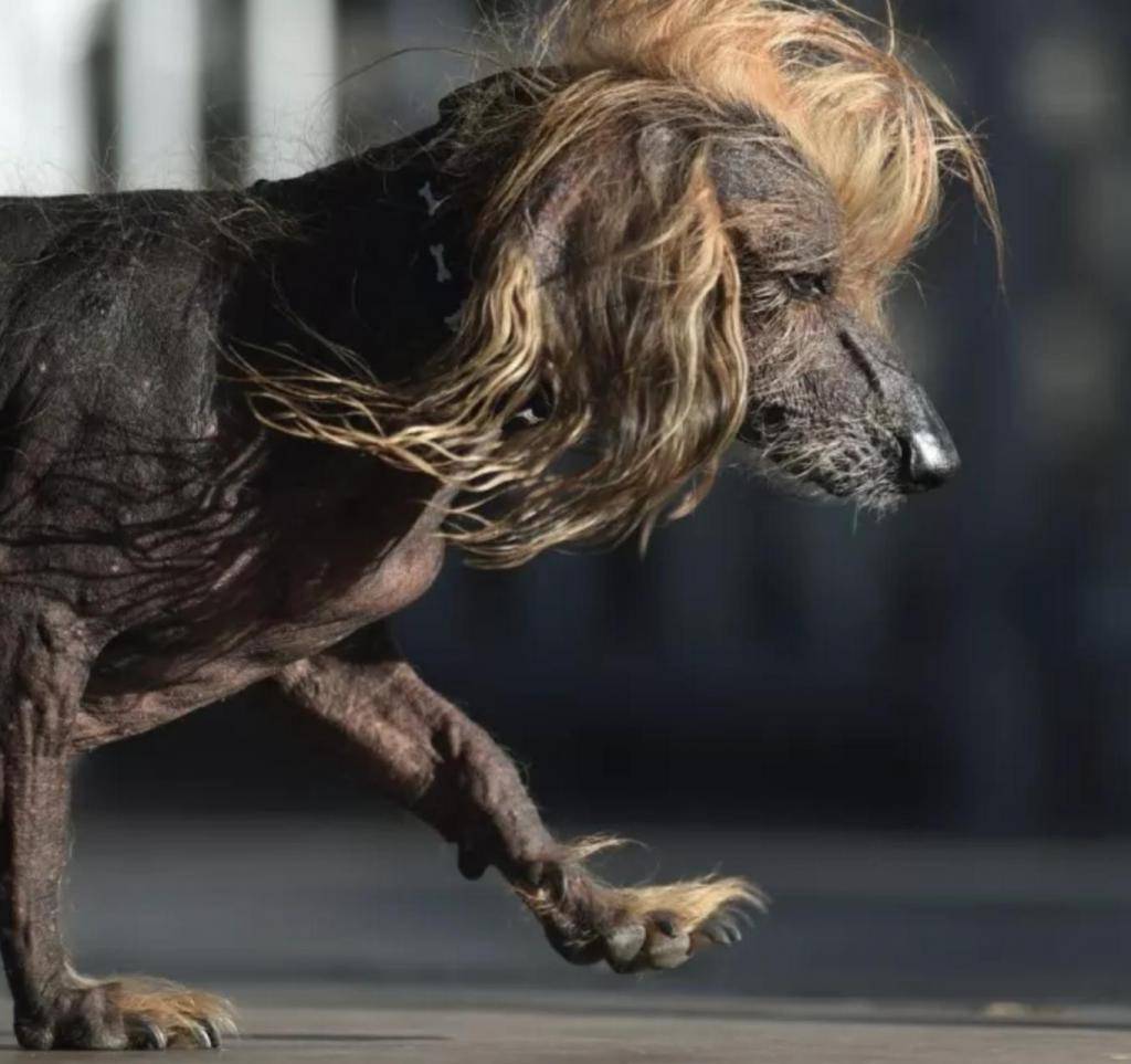 Топ-10 самых страшных пород собак в мире (+ фото)