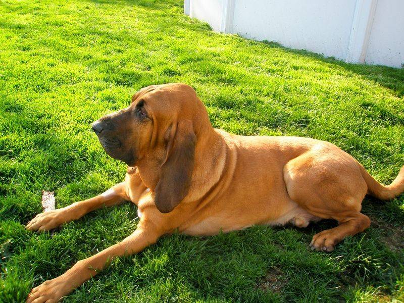Бладхаунд: описание, характер собаки, питомники, уход, фото и видео