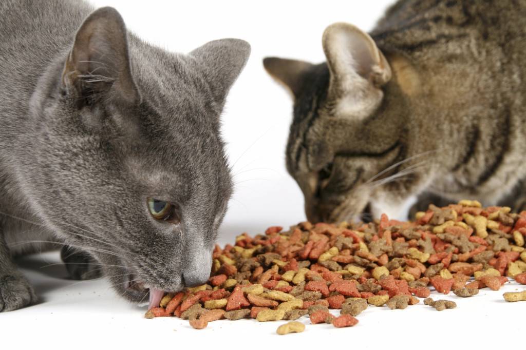 Можно ли кошкам сухой корм – польза или вред?