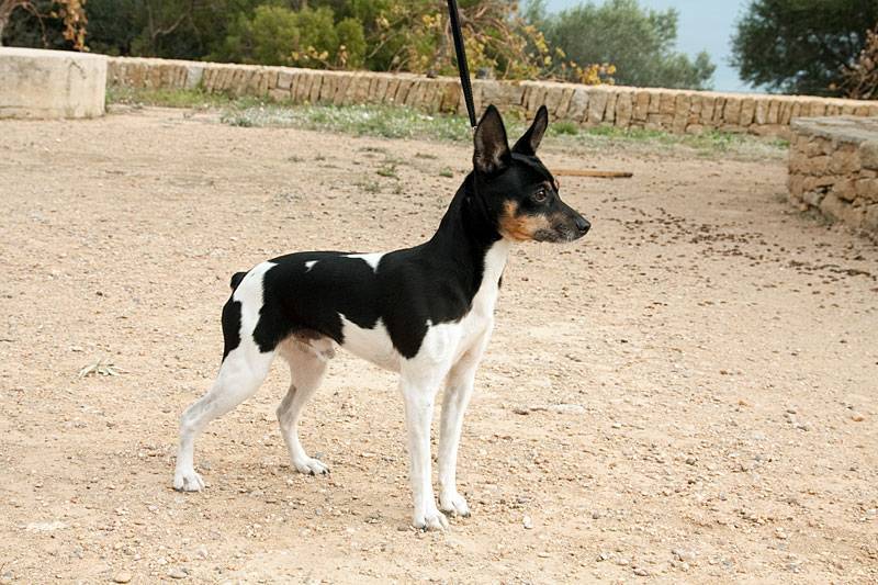 Валенсийский ратер: характеристики породы собаки, фото, характер, правила ухода и содержания