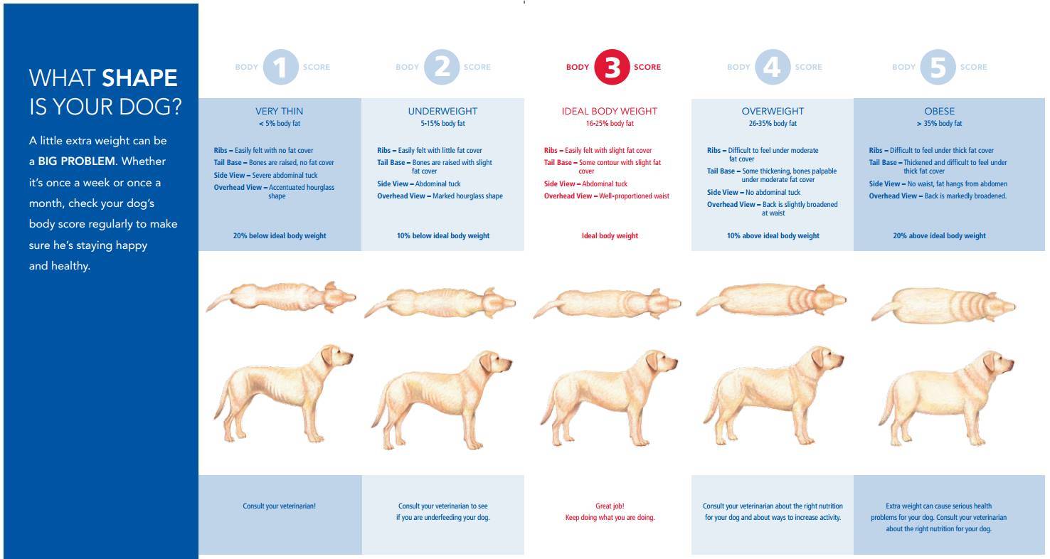 Причины и лечение ожирения. как похудеть собаке? | hill's pet