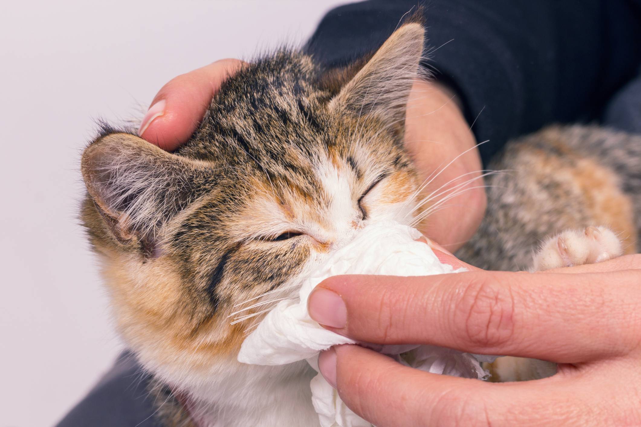 Быстрое и безопасное лечения насморка у кота в домашних условиях | ваши питомцы