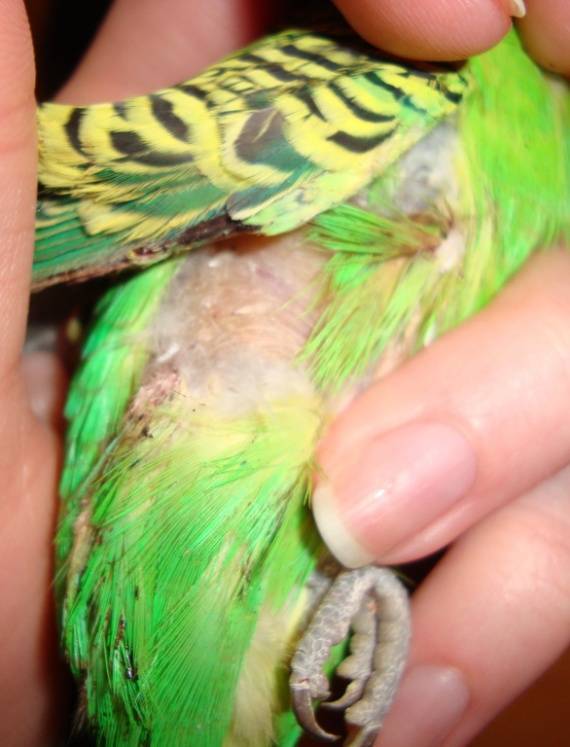 Лечение кнемидокоптоза у попугаев