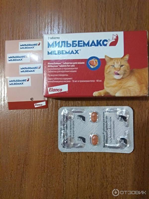 Как дать коту таблетку от глистов: эффективные способы
как дать коту таблетку от глистов: эффективные способы