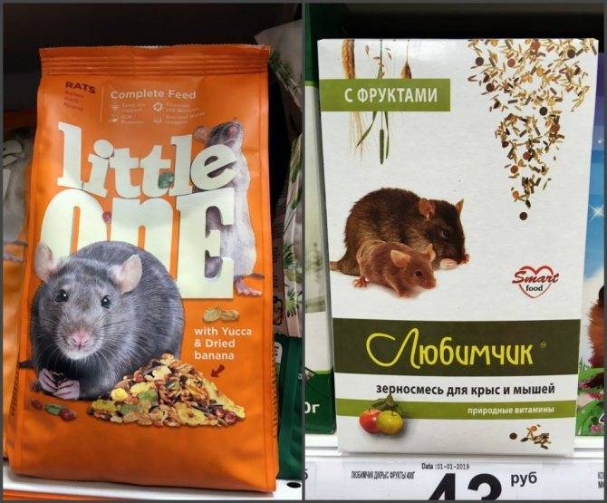 Чем нельзя кормить домашнюю крысу и почему