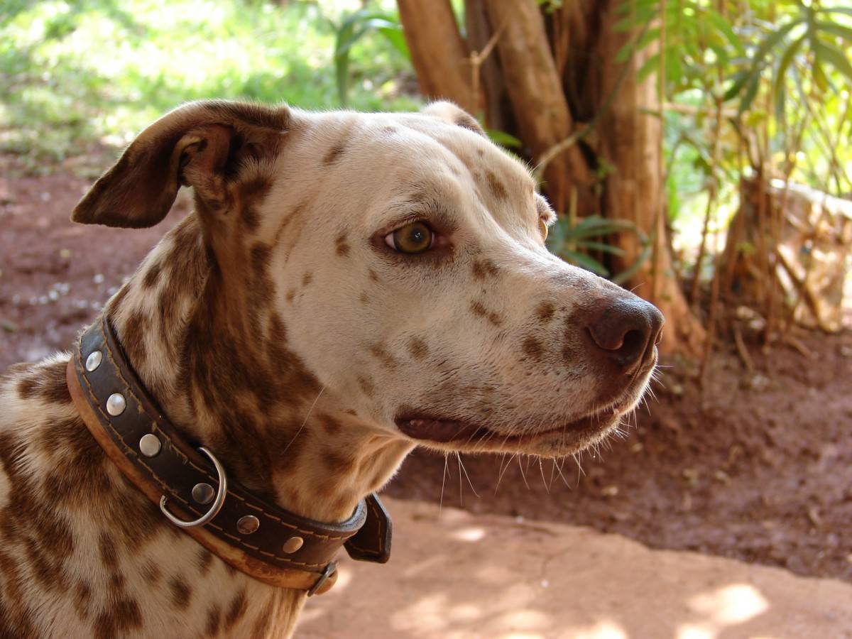 Леопардовая собака: характеристики породы, фото, характер, правила ухода и содержания