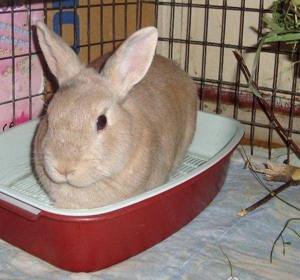 Особености приучения декоративного кролика к лотку (туалету)