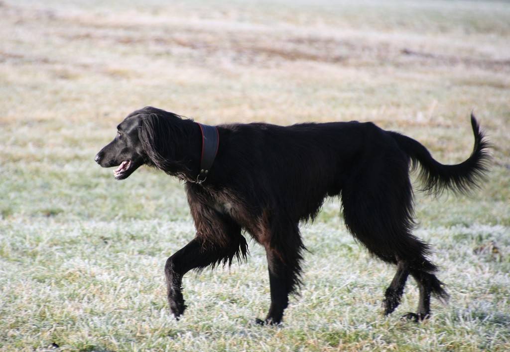 Тайган (киргизская борзая) — описание породы собак
