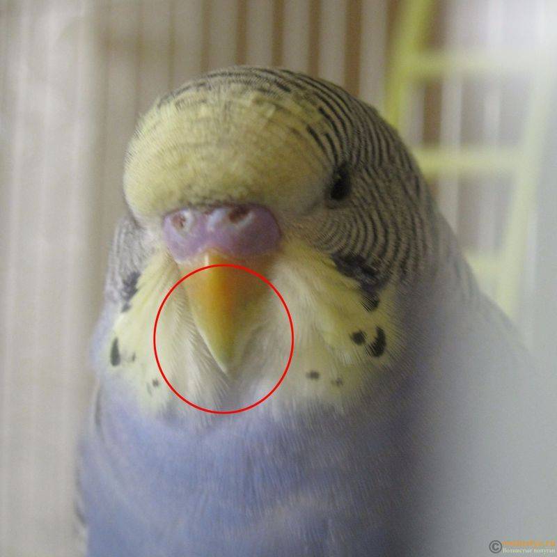 Звуки попугая кажутся странными: не болен ли питомец?