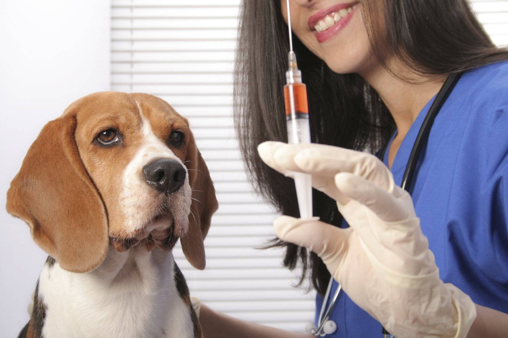 Аденовироз, лечение собак, болезни собак