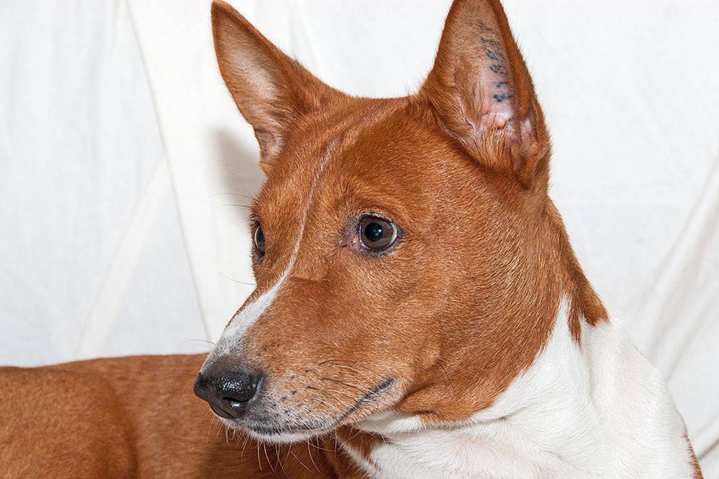 Обзор породы собак басенджи (африканская нелающая собака), фото и отзывы