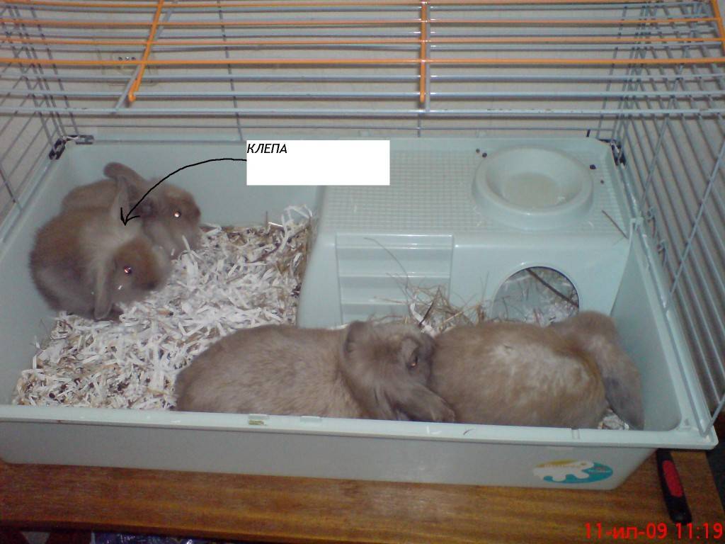 Карликовые кролики: уход и содержание