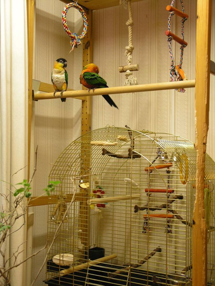 Вольер для попугаев своими руками в квартире