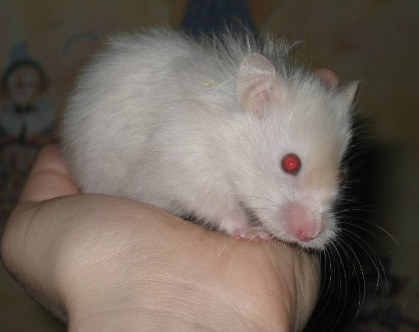 Белый хомяк (25 фото): особенности хомяков-альбиносов с красными глазами. как называются породы пушистых белых хомяков?