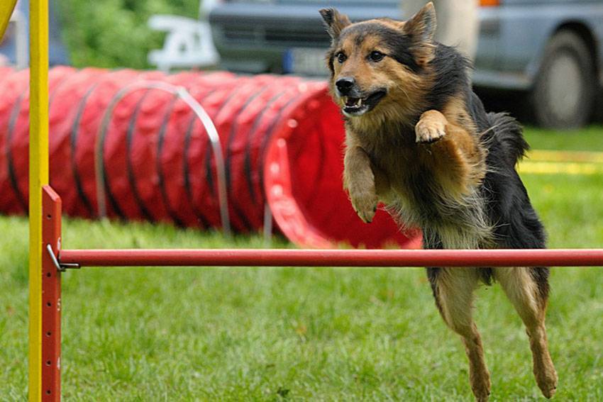 Для чего предназначены соревнования аджилити для собак и как подготовить к ним питомца?