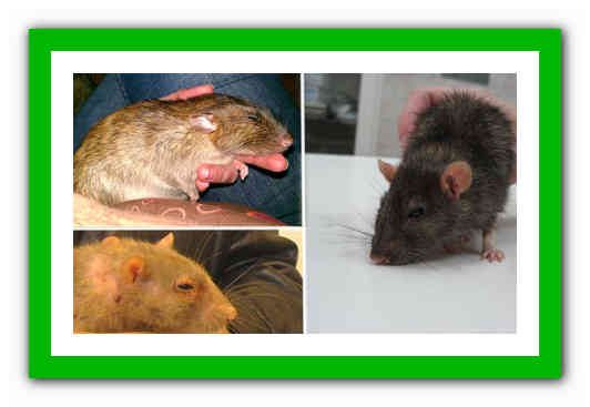 Чем опасен и как распознать микоплазмоз у крыс