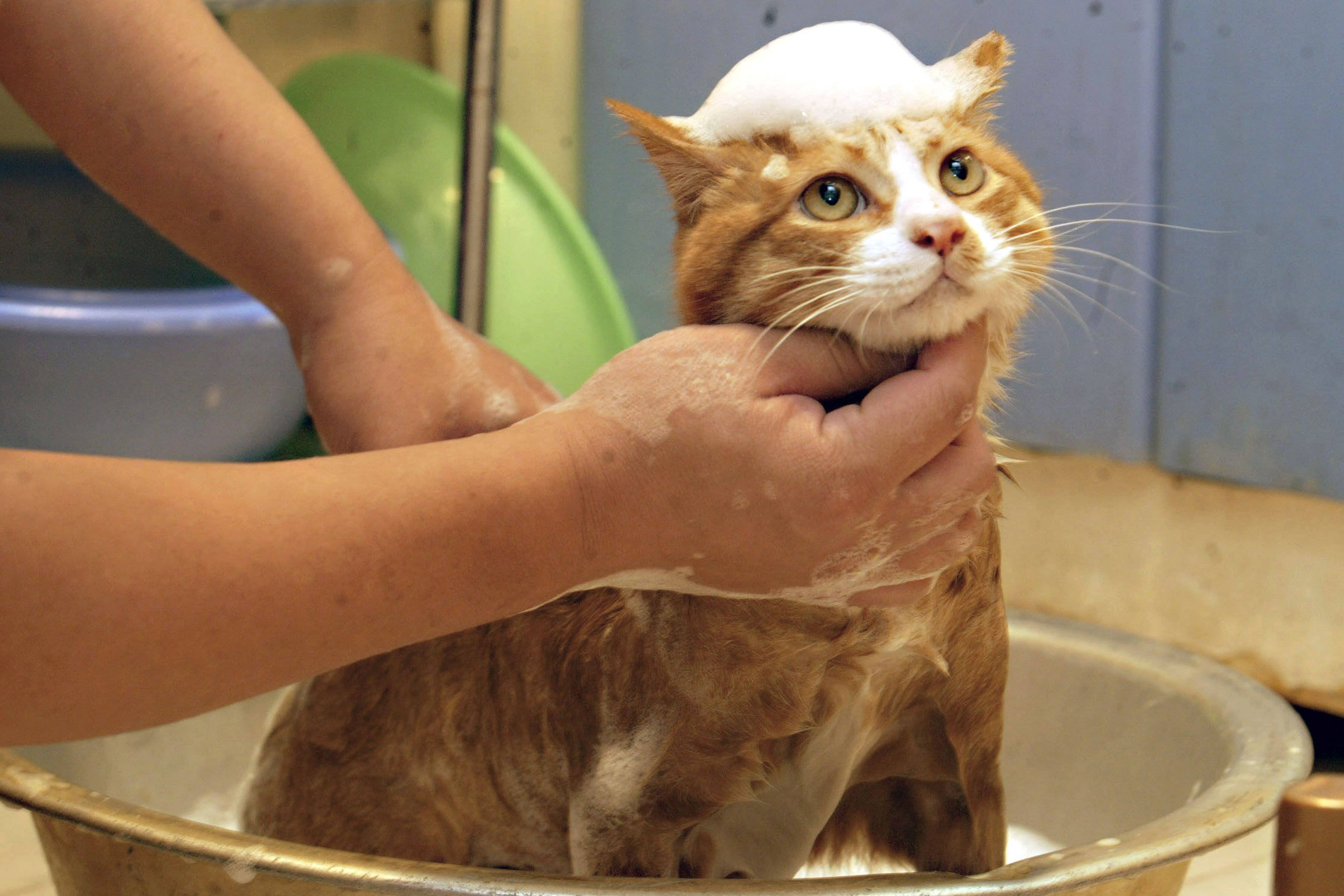 Как часто мыть кошку: купание кошки