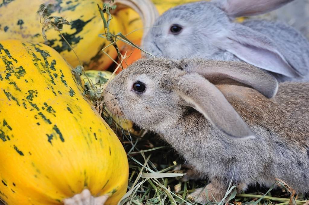 Можно ли кроликам давать тыкву и сырые кабачки