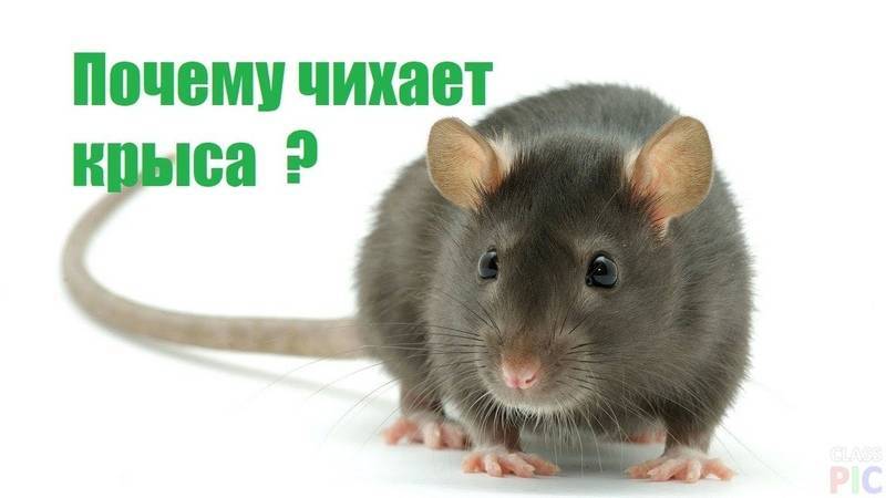 Почему крыса чешется: расчесывается до крови и болячек, что делать? - kotiko.ru