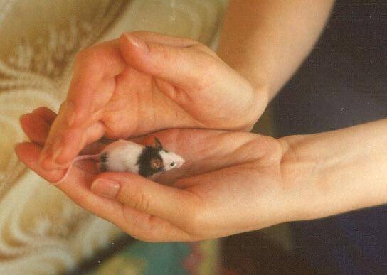 Домашняя экзотика: правила ухода за японской мышью