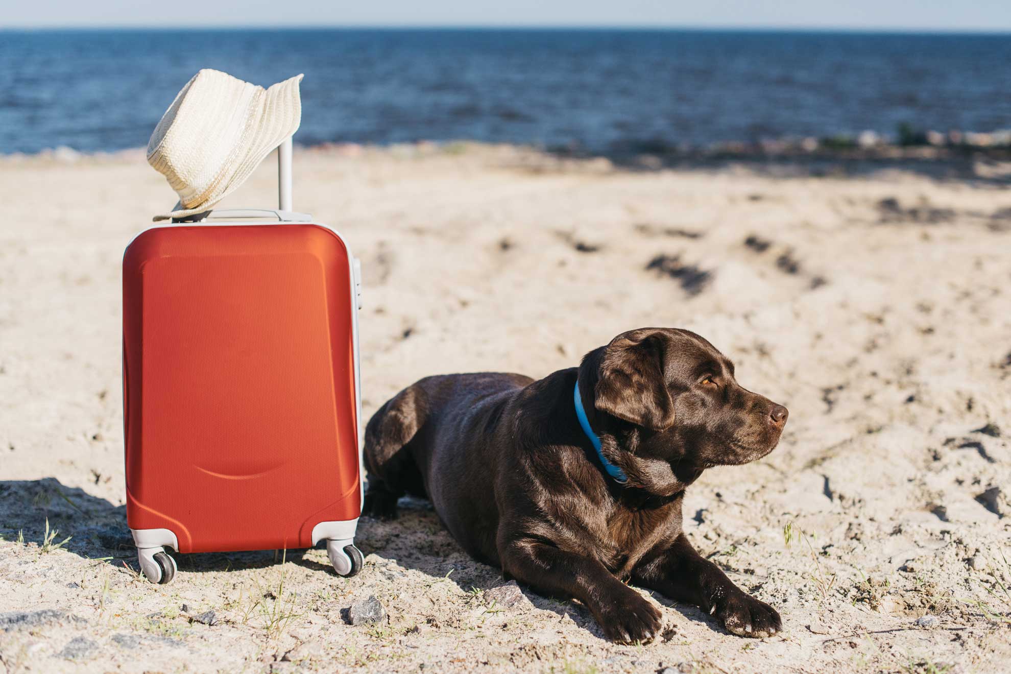 Про отпуск. куда деть собаку? — обсуждение в группе "собаки" | птичка.ру