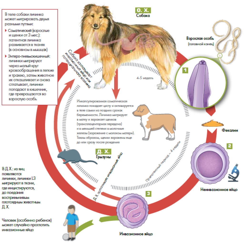 Дирофиляриоз у собак: симптомы и лечение, форма заболевания и диагностирование, профилактика
