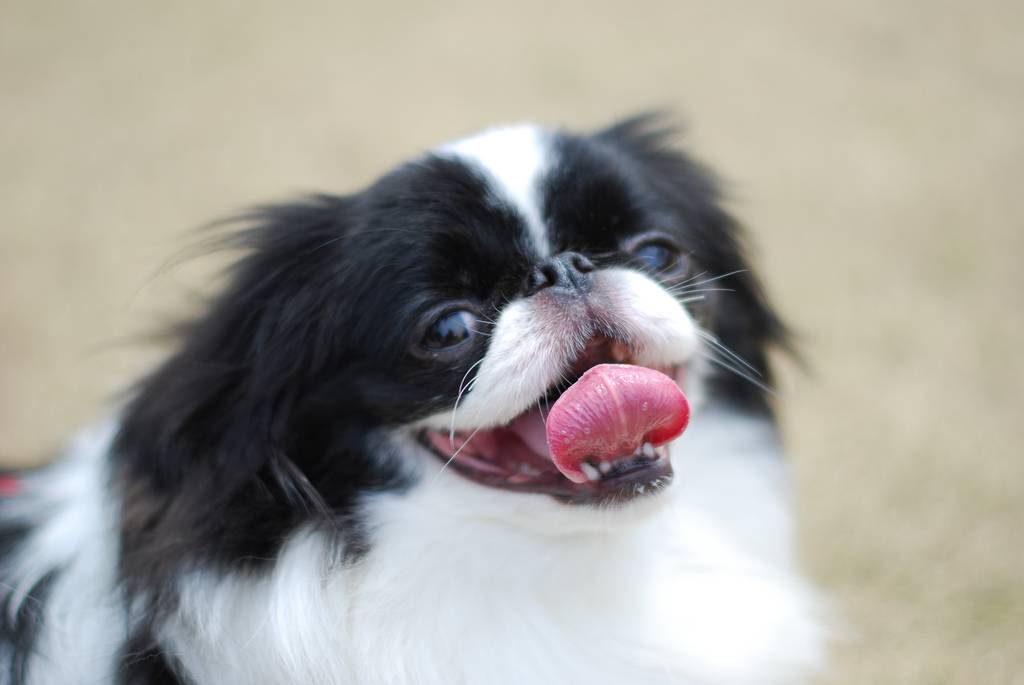 Собаки породы японский хин: фото, история появления, описание, характер, уход, рацион питания и возможные болезни породы