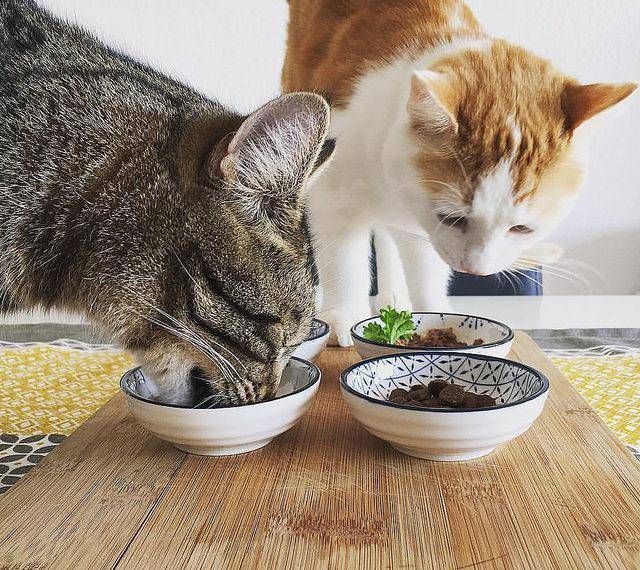 Какой корм для кормящих кошек лучше