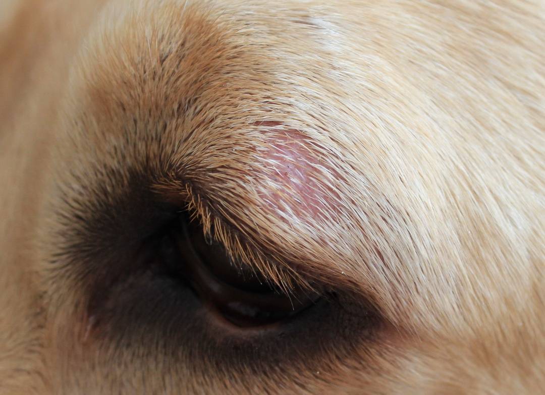 Почему возникает и как выглядит розовый лишай у собак, фото, лечение