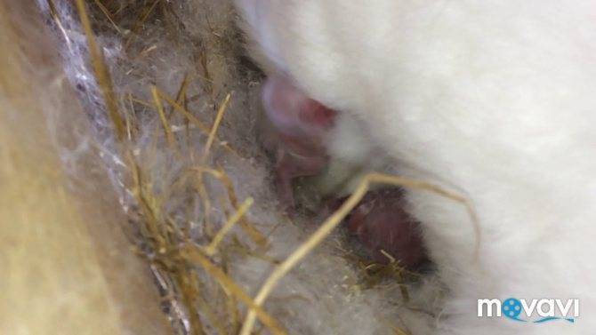 Искусственное кормление новорождённых крольчат. | кролики. разведение и содержание в домашних условиях