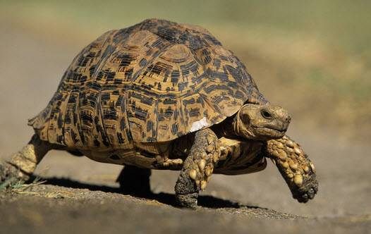 Максимальная скорость черепахи.