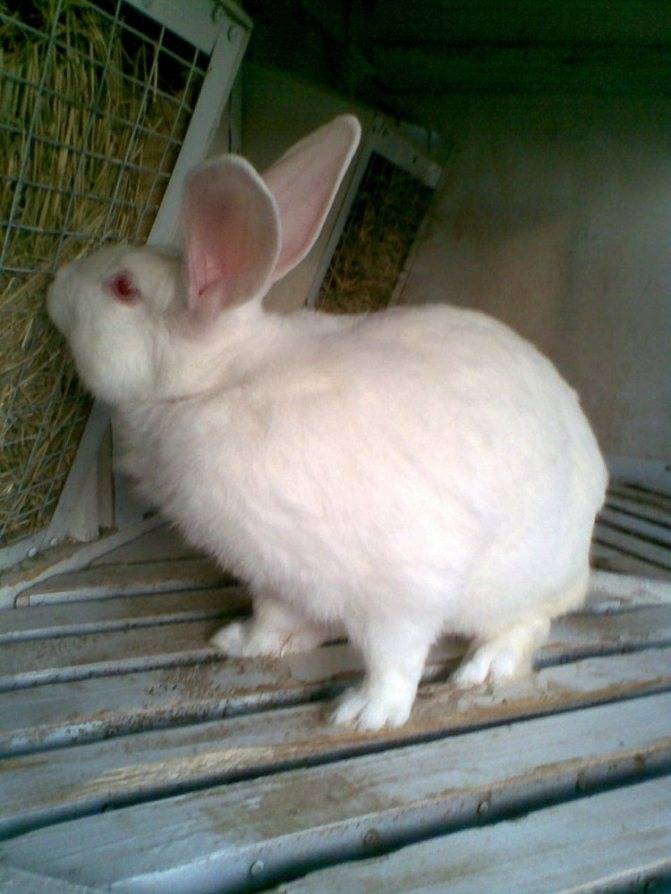 Кролики породы белый великан: описание и разведение