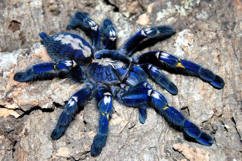 Самые красивые пауки в мире — вредитель [a pest]