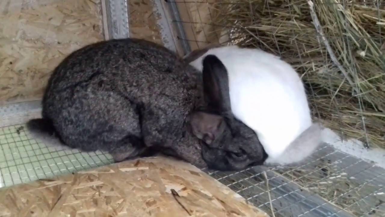 Докорм и развитие крольчат | кролик дома