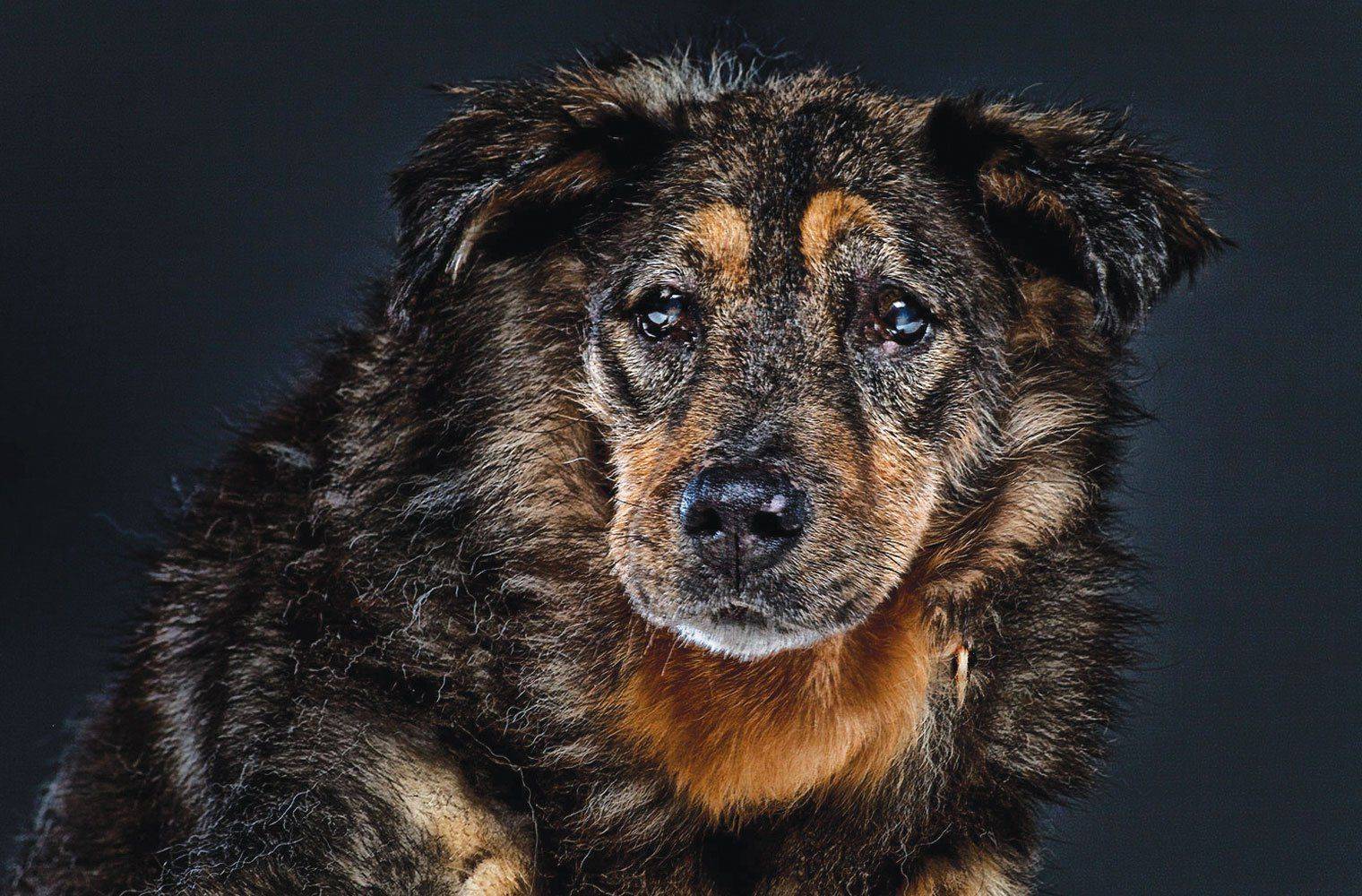 Какие породы собак живут дольше других — описываем все нюансы