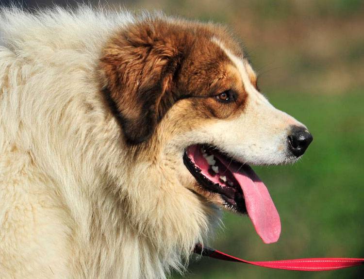 Собака ка де бо: характеристика породы, описание с фото и отрицательные отзывы владельцев