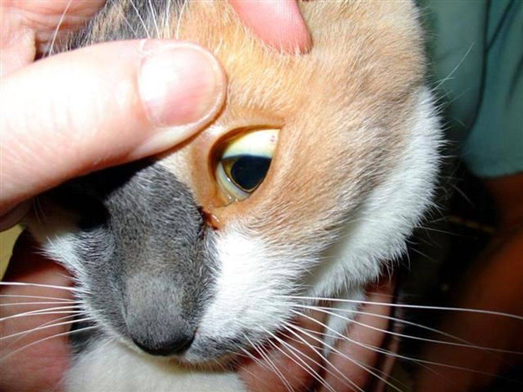 У кошки текут слюни: почему, причины, лечение