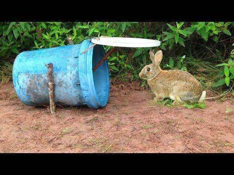Как поймать кролика в огороде - умный дачник