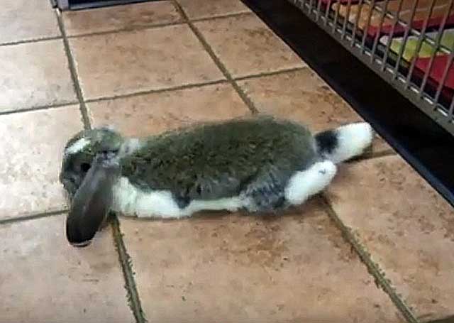 Лапка кролика: какие могут быть проблемы с конечностями, и их причины
