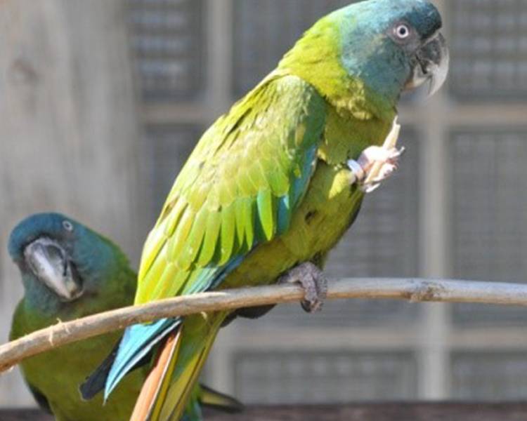 Популярные виды средних по размеру попугаев