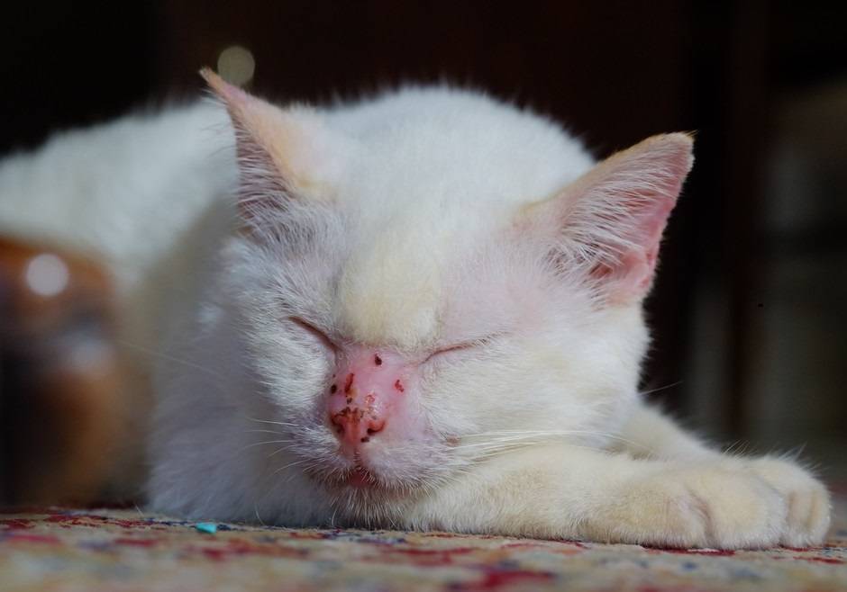 Дерматит у кошек - симптомы и лечение в домашних условиях