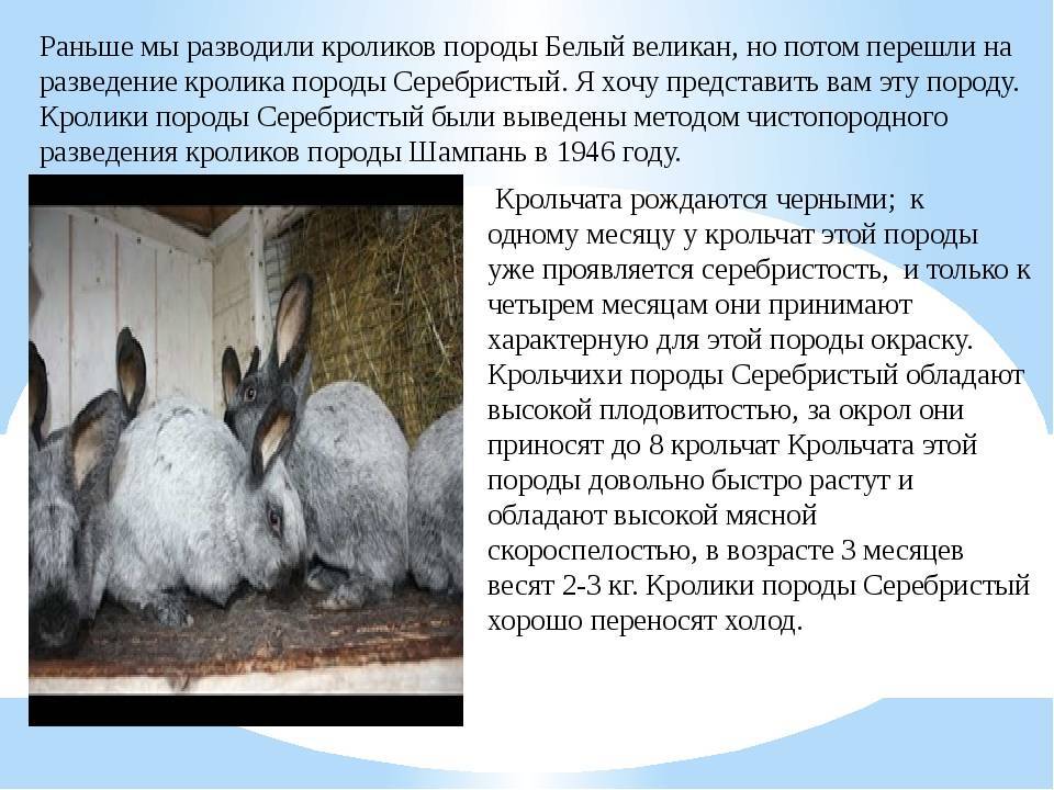 Кролики великаны: породы, разведение, выращивание, кормление