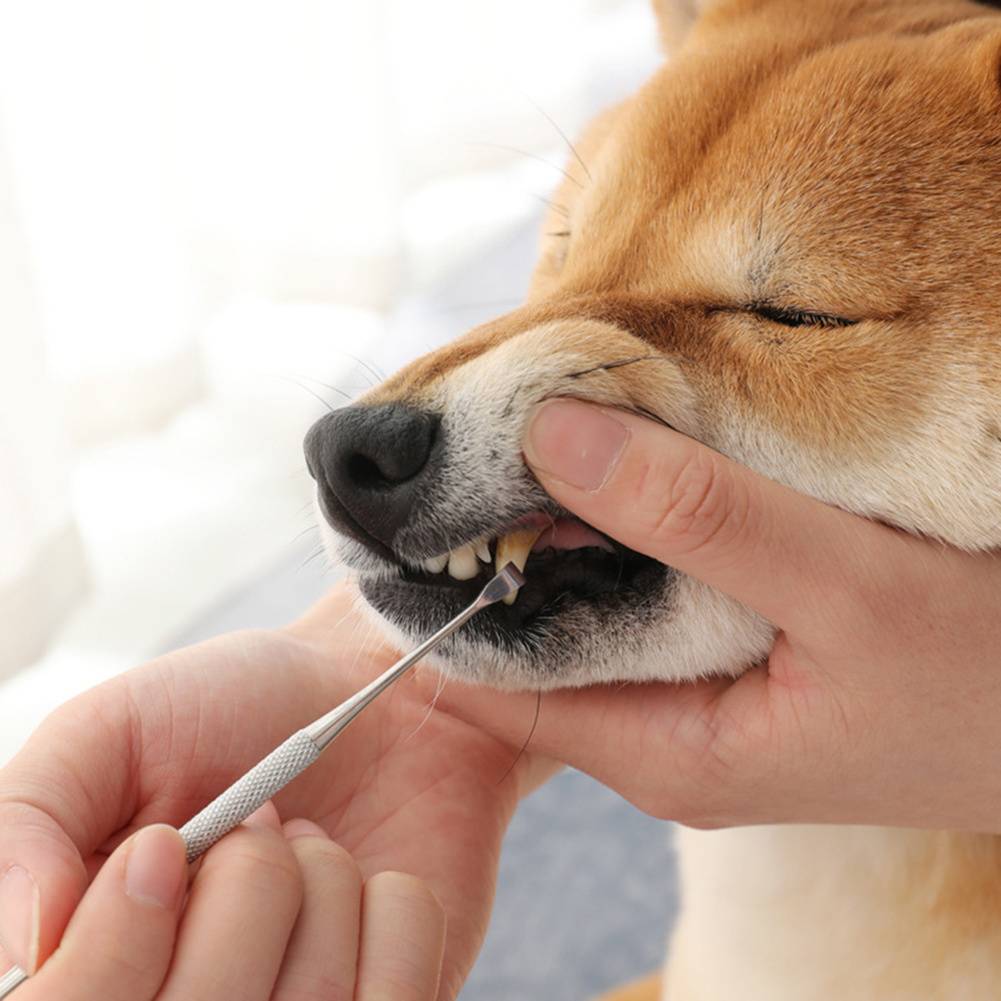 Инструменты для чистки зубов у собак