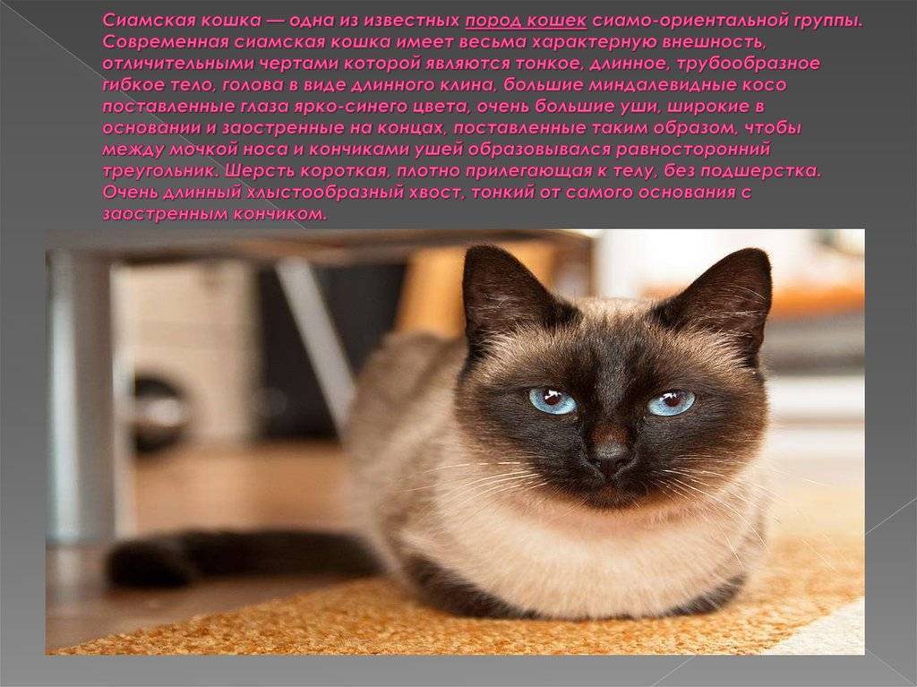 Сиамская кошка: описание породы, характер, отзывы и фото