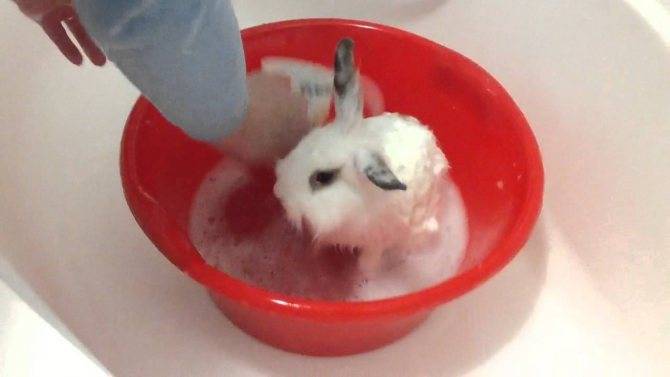 Можно ли купать кролика? нужно ли мыть декоративного и обычного кролика? как правильно искупать в домашних условиях? умеют ли кролики плавать?