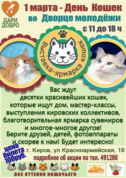 Когда отмечают всемирный день кошек в россии и по всему миру | ваши питомцы