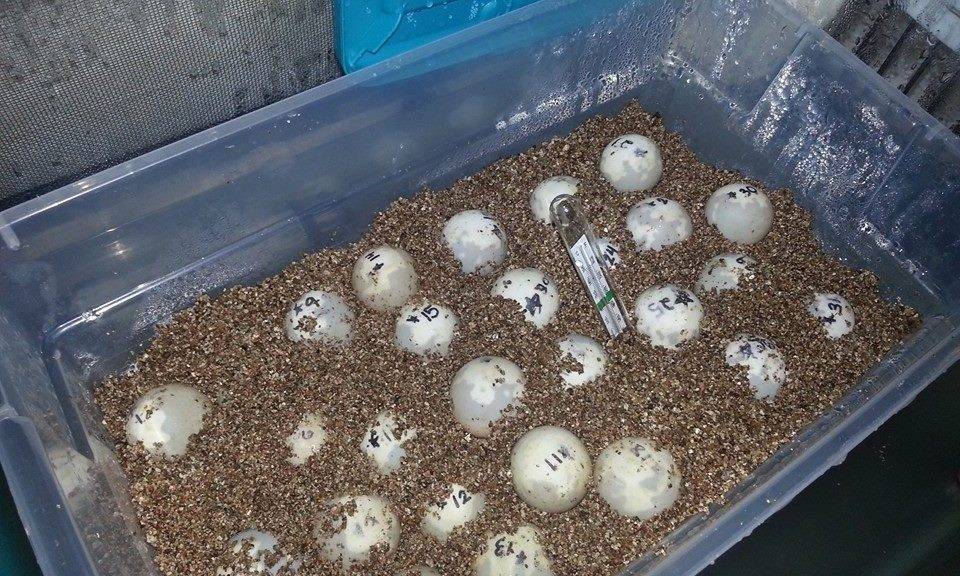 Беременность черепах и откладка яиц