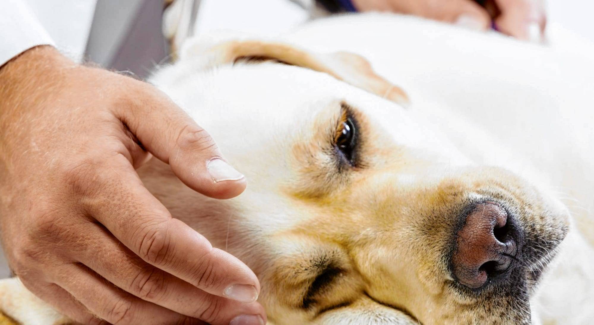 Почему собака часто дышит с открытым ртом. Пироплазмоз (бабезиоз) у собак. Пироплазмоз собак желтушность. Пироплазмоз бабезиоз Ветеринария.