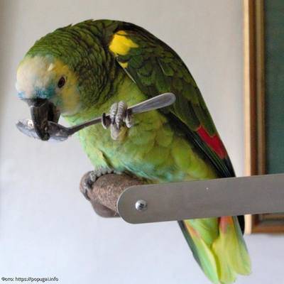 Разнообразие ярких представителей пернатого мира — попугаев