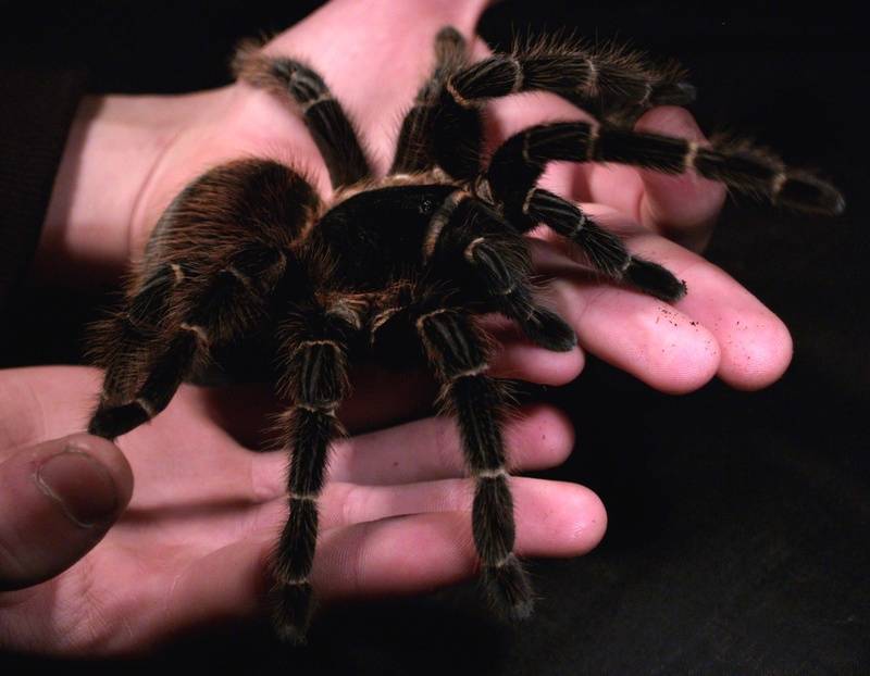 Самый большой паук в мире: топ-10 гигантов | golubevod.net